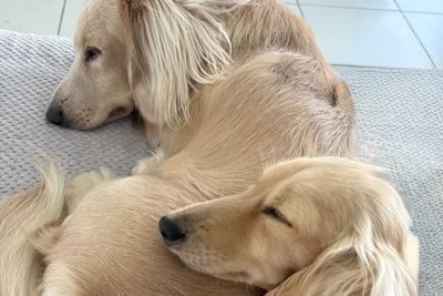 Ollie x Dolly - December Litter 2026