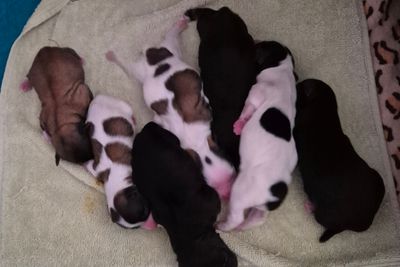 Tyson x Sandy - Aug Litter 2026