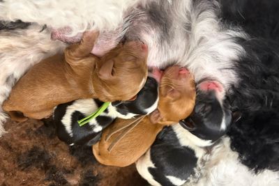Walter x Mabel - June Litter 2026