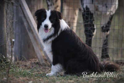 Rex x Affie - country stars October Litter 2026