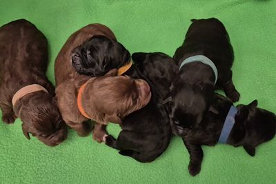 Leo x Layla - Aug Litter 2026