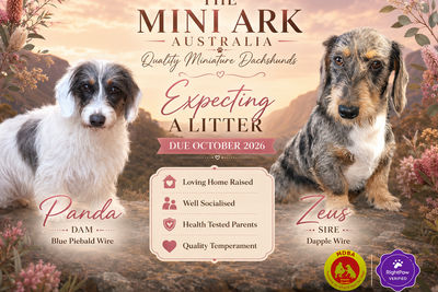 Zeus x Panda - October Litter 2026