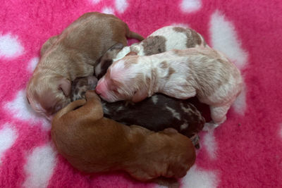 Burrinjuck Grand Legacy x Burrinjuck Vienetta - Meadow  - Sep Litter 2026