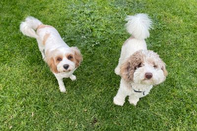Bunny & Hank's mini F1bbb Cavoodles Oct 2026