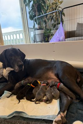 Willows Litter