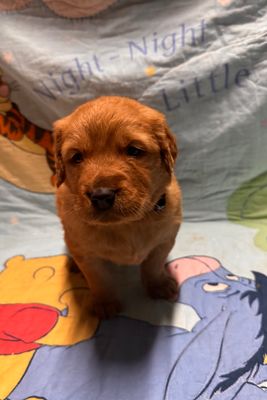 Ruger x Shine - May Litter 2026