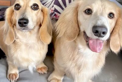 Pippa x Ollie - June Litter 2026