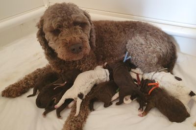 Kenny x Amelia - Jul Litter 2026