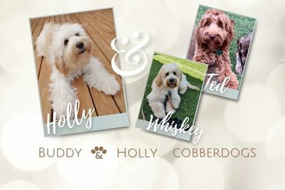 Holly x Ted and/or Whiskey  - Oct Litter 2026