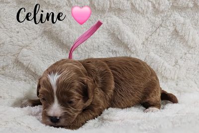 Dolly x Scott litter.  