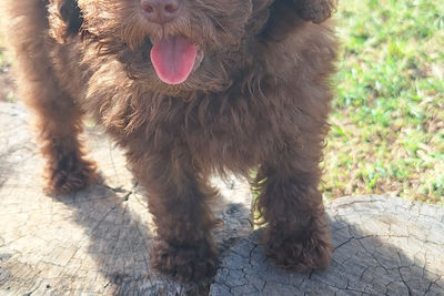 Master Fredrico x Lola - May Litter 2026