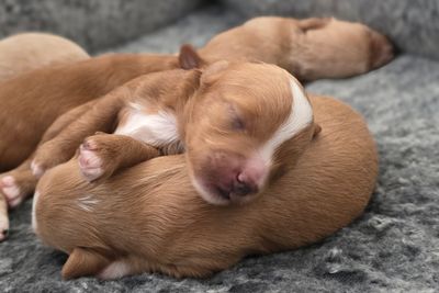 Prince Charming x Paris - Jun Litter 2026