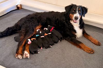 Abraham x Delilah -  LITTER ALL HOMED 