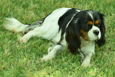 Xander x Winnie - Jul Litter 2026