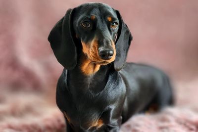 Romeo x Winci Poo - August Litter 2026