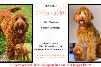 Ralph - Caralee Rama (visiting stud) x Oakley - January Litter 2027