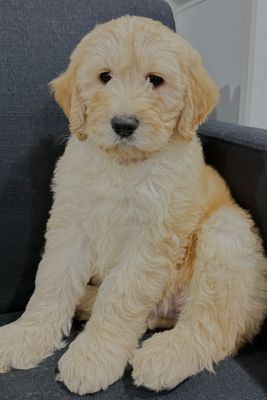 Louie x Luna May 2016 Litter. 