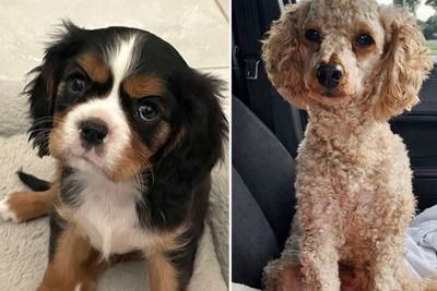 Maximus x Poppy - January Litter 2027
