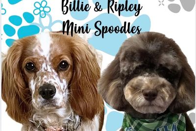 Ripley x Billie - Nov Litter 2026