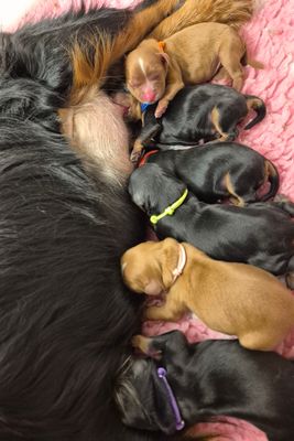Aug Litter 2026