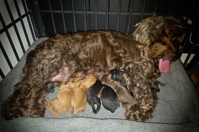 The lion king litter. Sept 2026