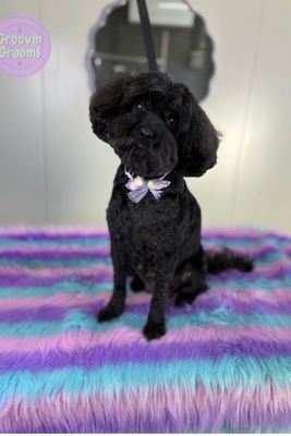 Dash x Betty - Aug Litter 2026