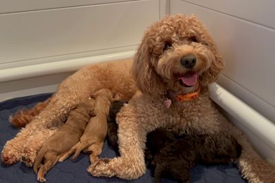 sunshine Cadbury  x sunshine Hazel  - Jun Litter 2026