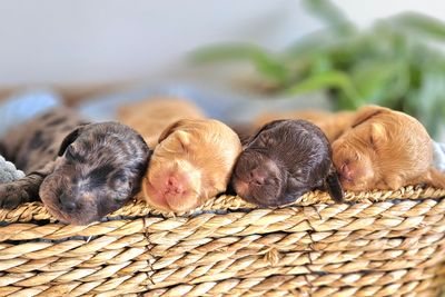 Marley/Buddy's Disney Dogs 2026 Litter