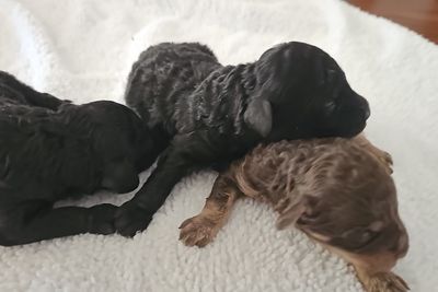 Par Annette Louis XVII x Par Annette Winifred - September Litter 2026