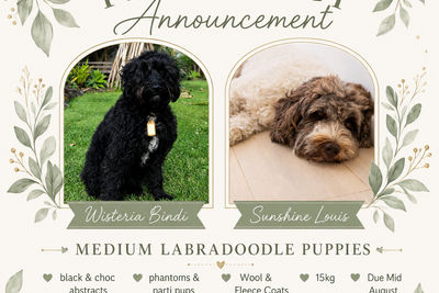 Bindi & Louis Aug Litter