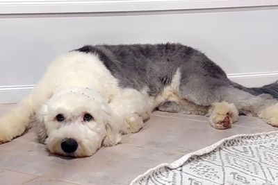 Benson x Arna - October Litter 2026 (LARGE over 30kg litter)