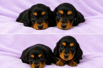 Augie x Crumpet - Jun Litter 2026