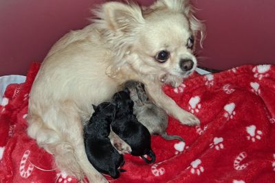 Digger x Angel - Sep Litter 2026