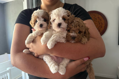 Paddington x Bella - January Litter 2027