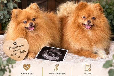 Jaffa x Latte - November Litter 2026