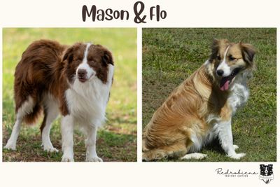 Mason x Flo - Jul Litter 2026