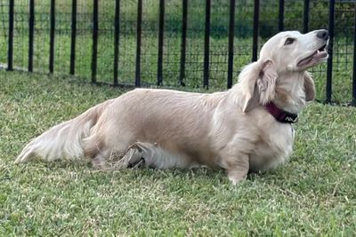 Silvie x Ollie October Litter 2026