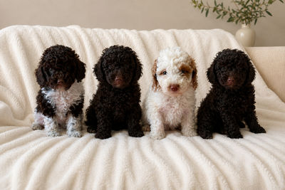 Jun Litter 2026