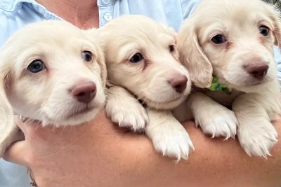 Sep Litter 2026