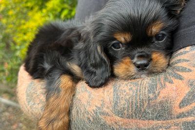 Loui x Kora - November Litter 2026