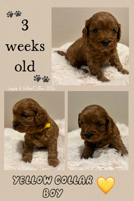 Gilbert  x Layne - Jun Litter 2026