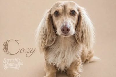 Cozy cuddles - February Litter 2027