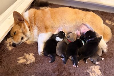 Henry x Sadie - Sep Litter 2026