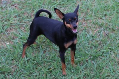 Misty Litter - December 2026