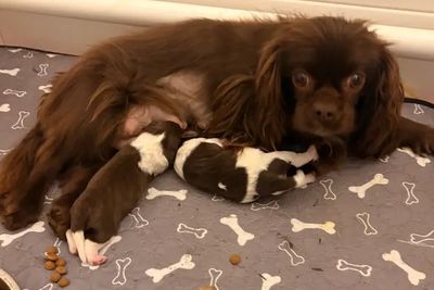 Winston x Pheobe - Aug Litter 2026