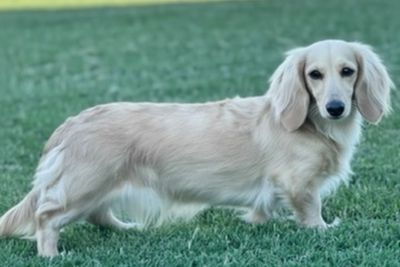 Benedict  x Audrey - Sep Litter 2026