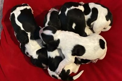 Camilo x Winta - August Litter 2026