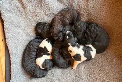 Bertie x Stella - Jul Litter 2026