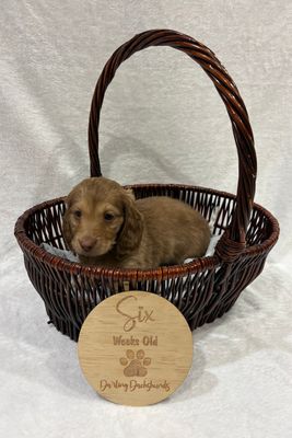 Zoe - Apr Litter 2026