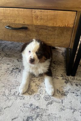 Bandit x Kaia - May Litter 2026